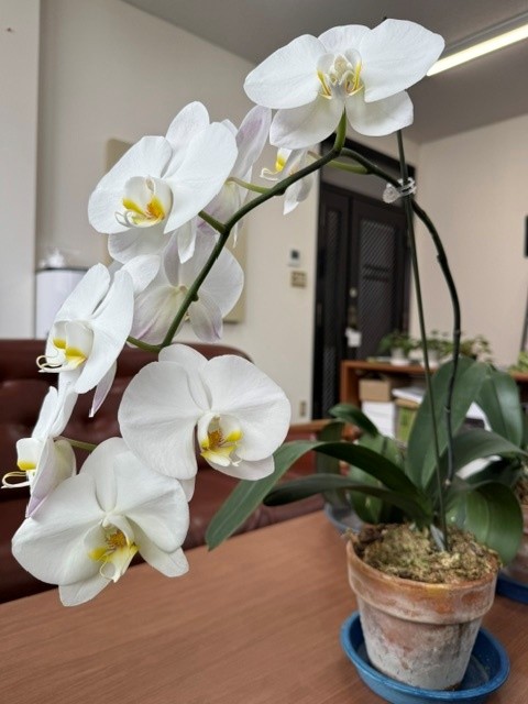 🌸創立50周年記念にいただいた胡蝶蘭が今年も満開になりました🌸